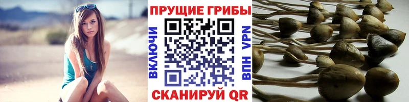 Галлюциногенные грибы прущие грибы  Мыски 